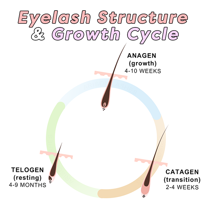 Eyelash Structure And Eyelash Growth Cycle
